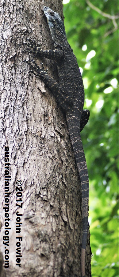 LACE MONITOR Varanus varius THE REPTILES OF AUSTRALIA